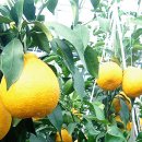 명품농장 이미지