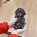 미니펫 강아지분양 고양이분양 수원점 이미지