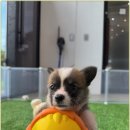 광주 강아지분양 고양이분양 어반펫 광주본점 이미지