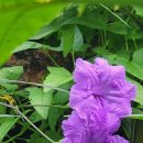 봄날아이한의원 | 대전가볼만한곳추천 대전장동산림욕장 계족산황토길에서 맨발걷기로 건강 회복한 이야기”