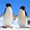 펭귄공인중개사사무소 이미지