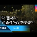 지니디오