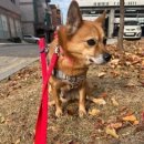 당당하개 이미지