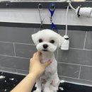 크리스타일 이미지