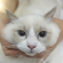 중동우리아이동물병원 | 부천 동물 병원 [중동 우리 아이 동물 병원] 고양이 중성화 수술