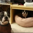 미나목장 이미지