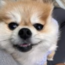 쿠키퐁퐁케이크