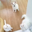 달보드레/루체레 이미지