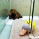 마마스미독 강아지분양 인천점 이미지