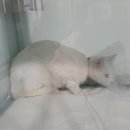 두리동물클리닉 이미지