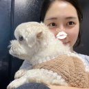 못된강아지 - 광진구 면목로 174 | 부산 연산동 피부과 얼굴 편평사마귀 전체 제거 후기(내돈내산/가격/리터치)