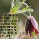 중보 Daum카페