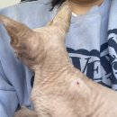 서라벌동물병원 | 스핑크스고양이 구조 (입양되었다^^)