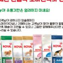 도그몰 이미지