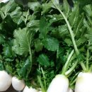 가을 김장 무우청 김치