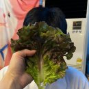 울산대맛집 보리쌈장에 돼지특수부위를 맛보는 식껍 무거점