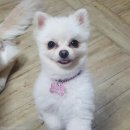 웃는강아지 이미지