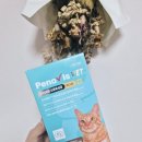 양강계량 | 고양이 신장 영양제 추천! 페노비스 신장 유산균으로 양강이&치즈 장 건강과 요독 케어까지 한 번에