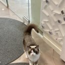 고양이 카페 여기 이미지