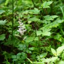 노루오줌 Astilbe chinensis (Maxim.) Franch. &amp; Sav. 이미지