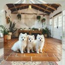 신도시켄넬 | 운정 강아지분양 후기 모아보니 알게 된 현실