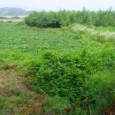 여주-0043 Daum카페