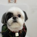 피카소 동물병원 이미지