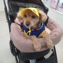 베리굿동물병원 이미지