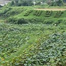 제비식당 이미지