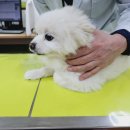 미래동물병원 이미지