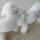 DaDogDaDog 애견카페 이미지