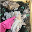 9월 21일(목) 목포는항구다 생선카페 판매생선 [ 문어, 아나고장어, 횟감용 민어, 먹갈치(2가지 크기) , (건조)생선 ] 이미지