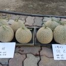에버그린종묘