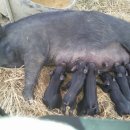 감로농장 이미지