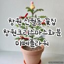 프로포즈신월 | 창원신월동꽃집 | 창원화분 미떼플라워 크리스마스화분