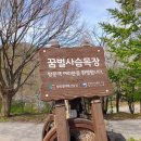 초록벌