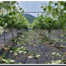 원일농원 이미지