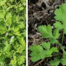 언니네 밥상 이미지