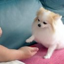 슬기로운펫생활