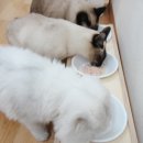 냥이 많은 식탁 이미지