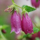 동인당한약 이미지