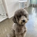 달고나 펫살롱 이미지