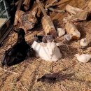 무리개농장 이미지