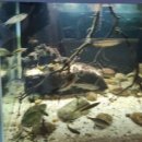 경포아쿠아리움박물관 | 강릉 경포아쿠아리움 후기 경험담 아이들과 다녀오기 좋은 곳