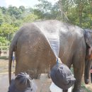 짐을내려놓고편히쉬세 | 푸켓 코끼리 생츄어리 투어 아이랑 다녀온 후기 및 복장, 준비물