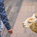 알파카 펜션 이미지