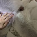 래온동물병원 | 220525 진돗개 6개월 중성화 수술 후기 / 가격 / 래온동물병원