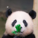 마시따루 이미지