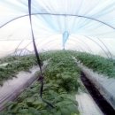 원진농장 이미지