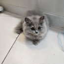 강남 고양이 분양 냥블리 | 강남고양이분양 강남고양이분양냥블리에서 귀엽고 건강한 애기들을 만나고 온 후기!